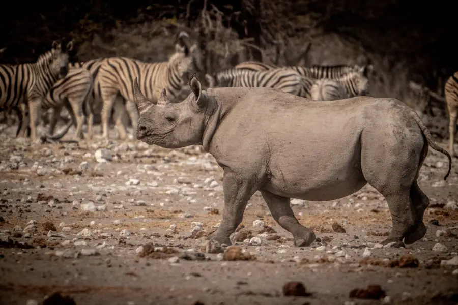 Namibie - Etosha