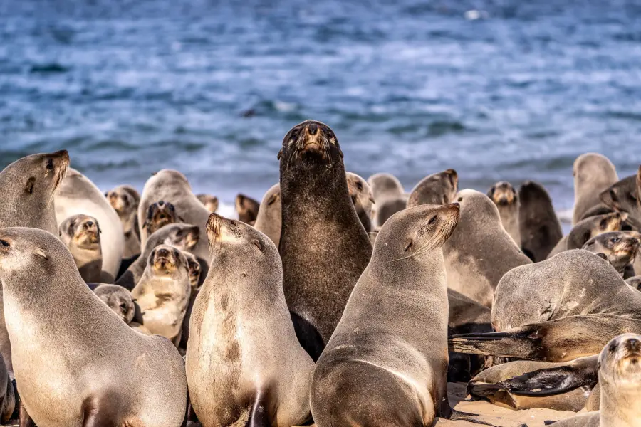 Namibie - Cape Cross Seal Reserve