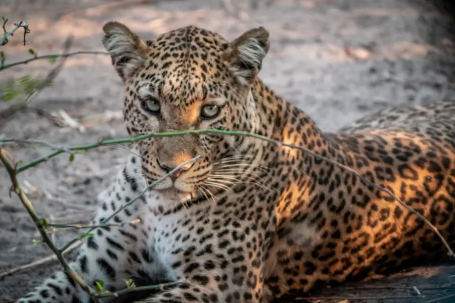 Botswana - Chobe NP