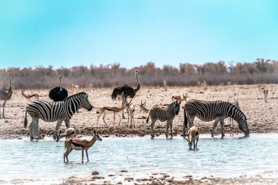 Namibie - Etosha