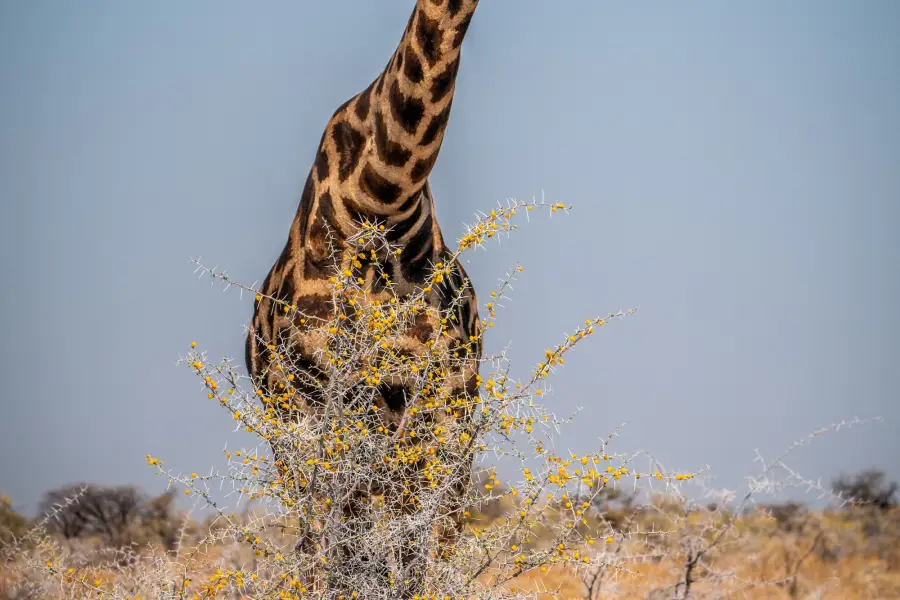 Namibie - Etosha