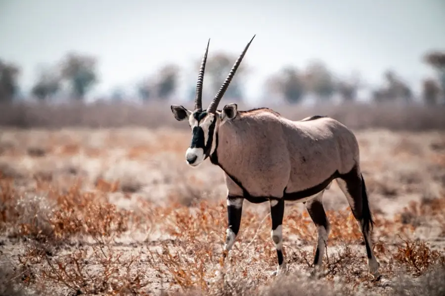 Namibie - poušť Namib
